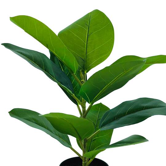 20" Potted Ficus Robusta Plant by Ashland®